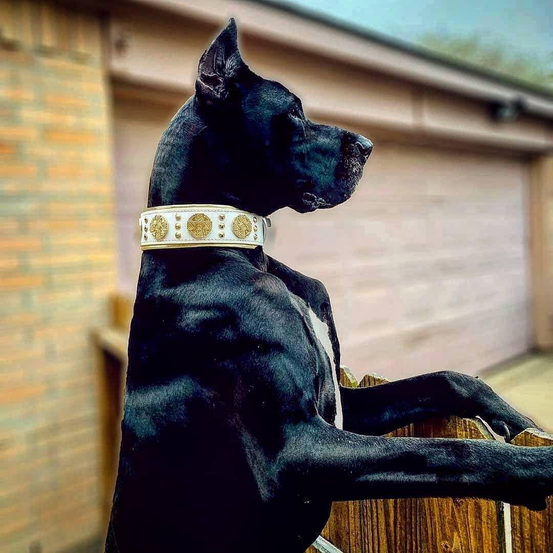 The "Maximus" Dog Collar 2.5-inch Wide. White & Gold