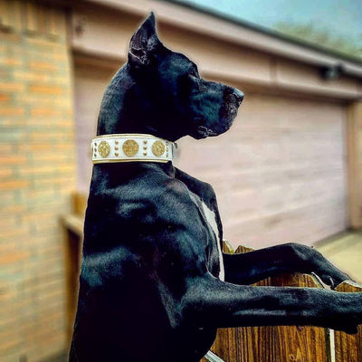 The "Maximus" Dog Collar 2.5-inch Wide. White & Gold