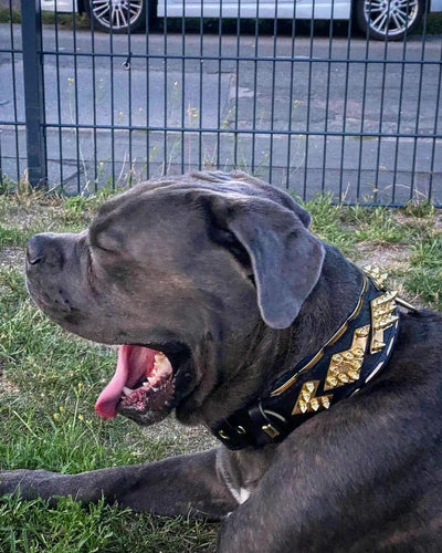 The "Midas" Dog Collar. Gold