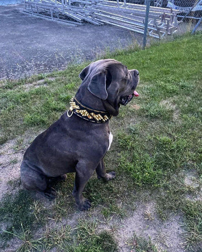 The "Midas" Dog Collar. Gold