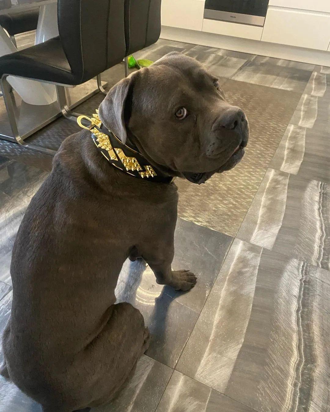 The "Midas" Dog Collar. Gold