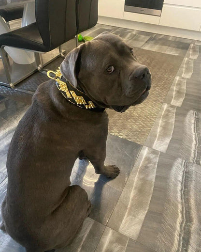 The "Midas" Dog Collar. Gold