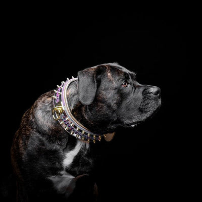 The "Candy" Dog Collar
