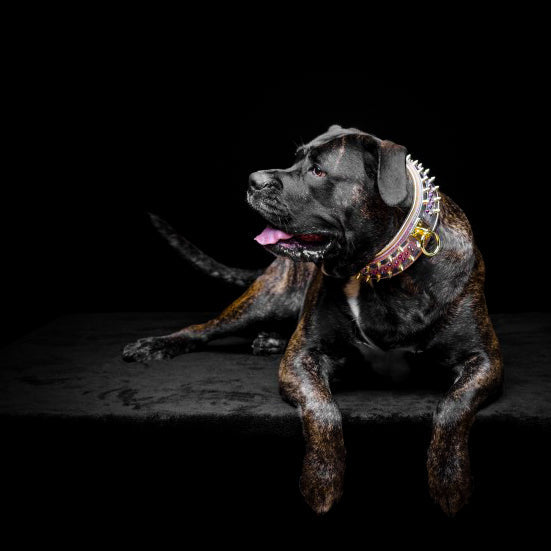 The "Candy" Dog Collar