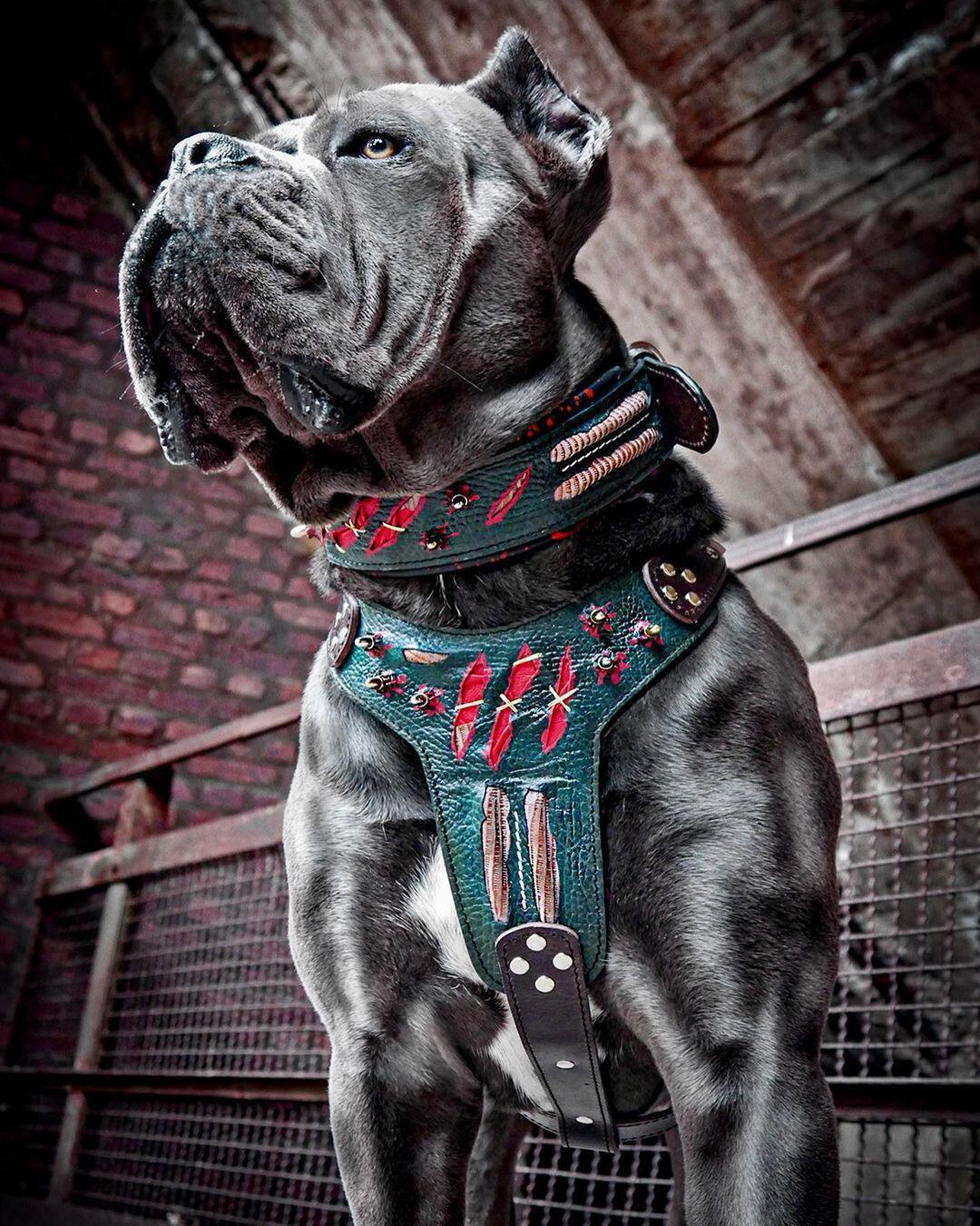 The "Haunted" Dog Collar LIMITED
