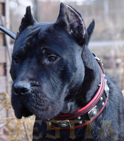 The "Eros" Dog Collar 2.5-inch Wide. Black & Red