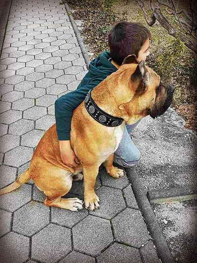 "Maximus Silver" Big Dog SET- Harness - Collar - Lead. Black