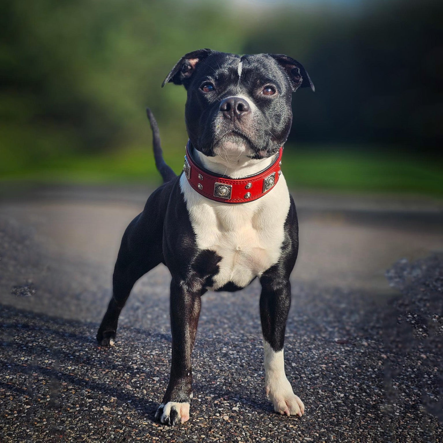 The "Eros" Collar 2-inch Wide. Red