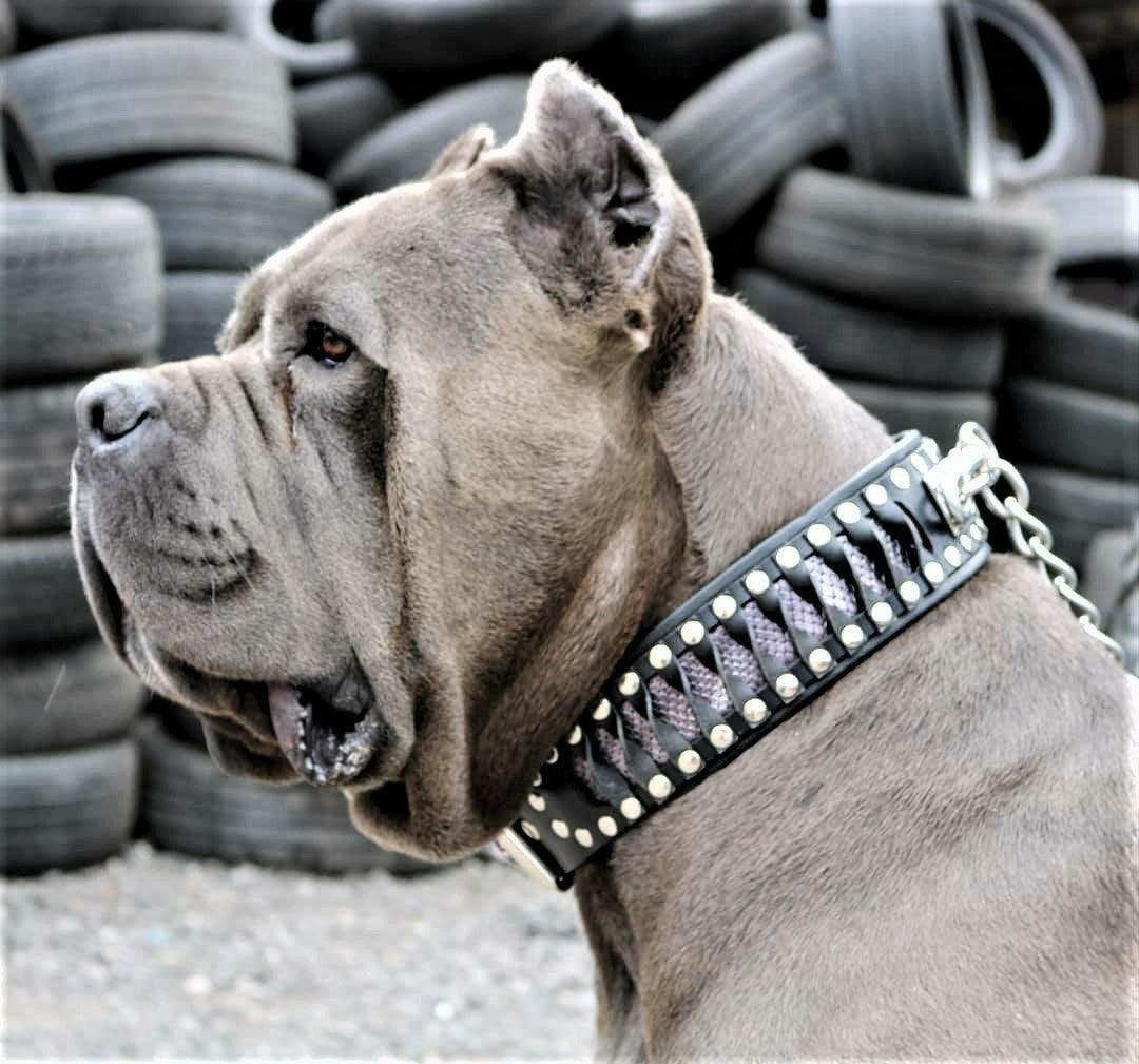 The "Steampunk" Collar Exclusive Design