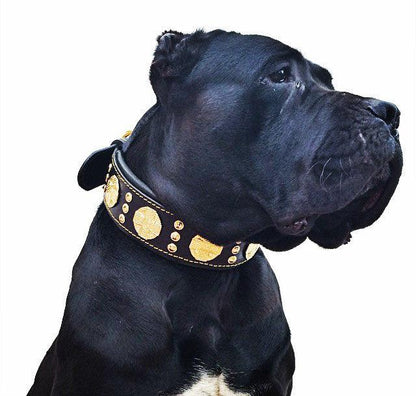 The "Maximus" Dog Collar 2.5-inch Wide. Black & Gold