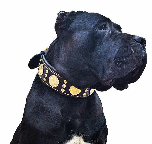 The "Maximus" Dog Collar 2.5-inch Wide. Black & Gold