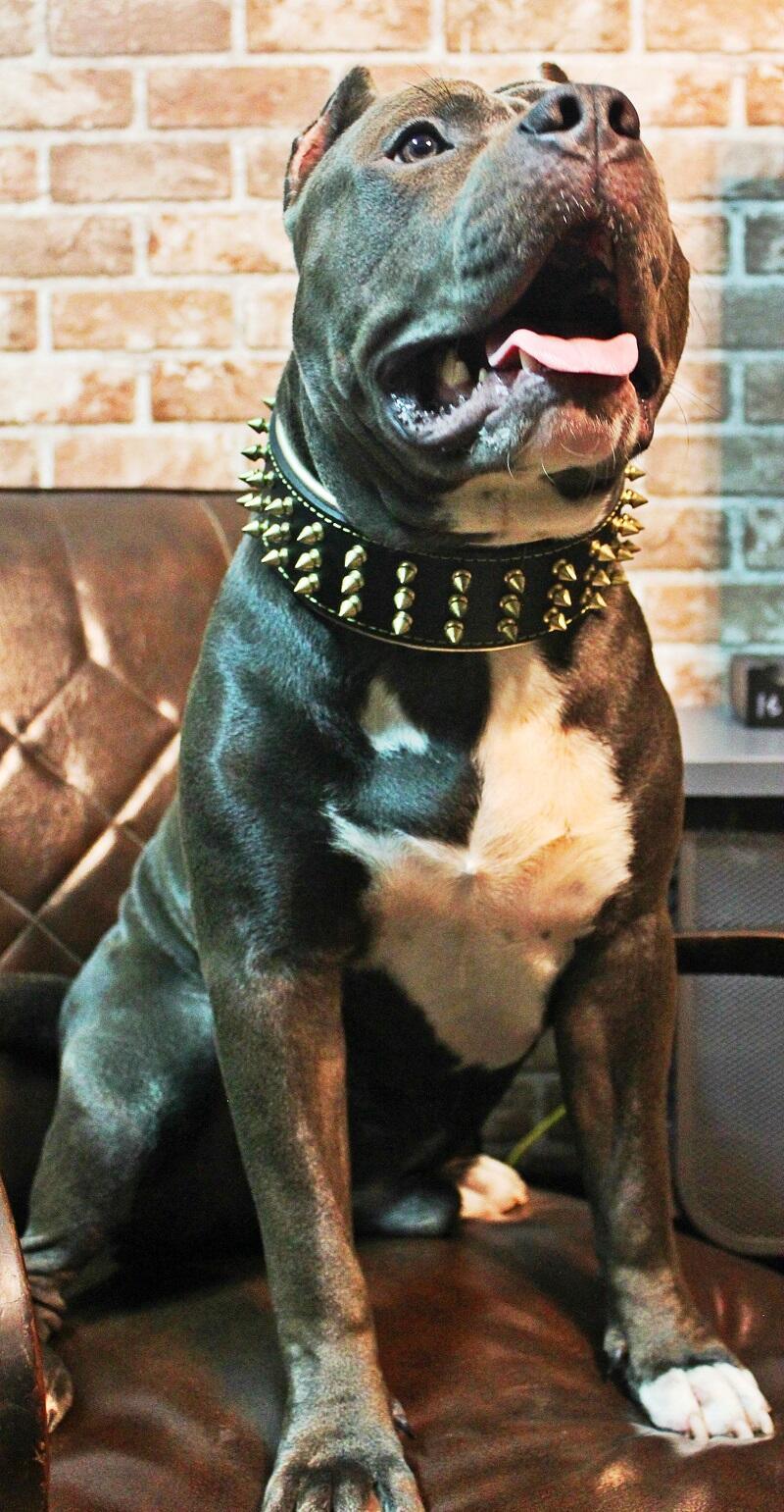 The "Gold Giant" Dog Collar