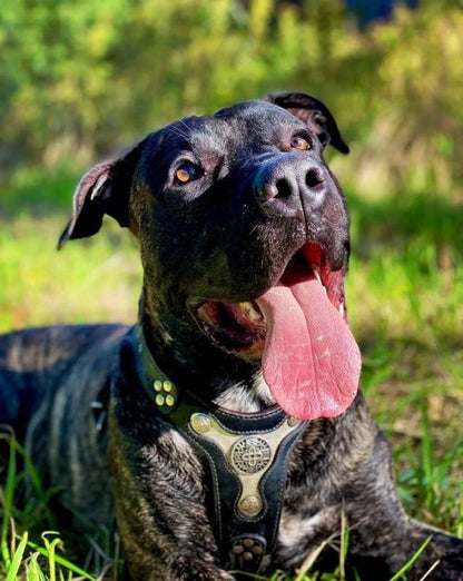 The "Hektor" Dog Harness