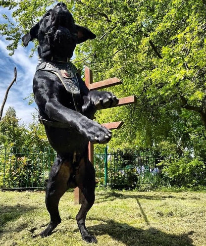 "Irondog" Dog Harness