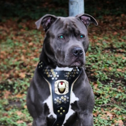 "Irondog" Dog Harness