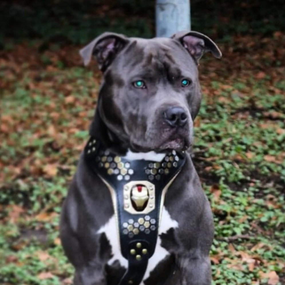 "Irondog" Dog Harness