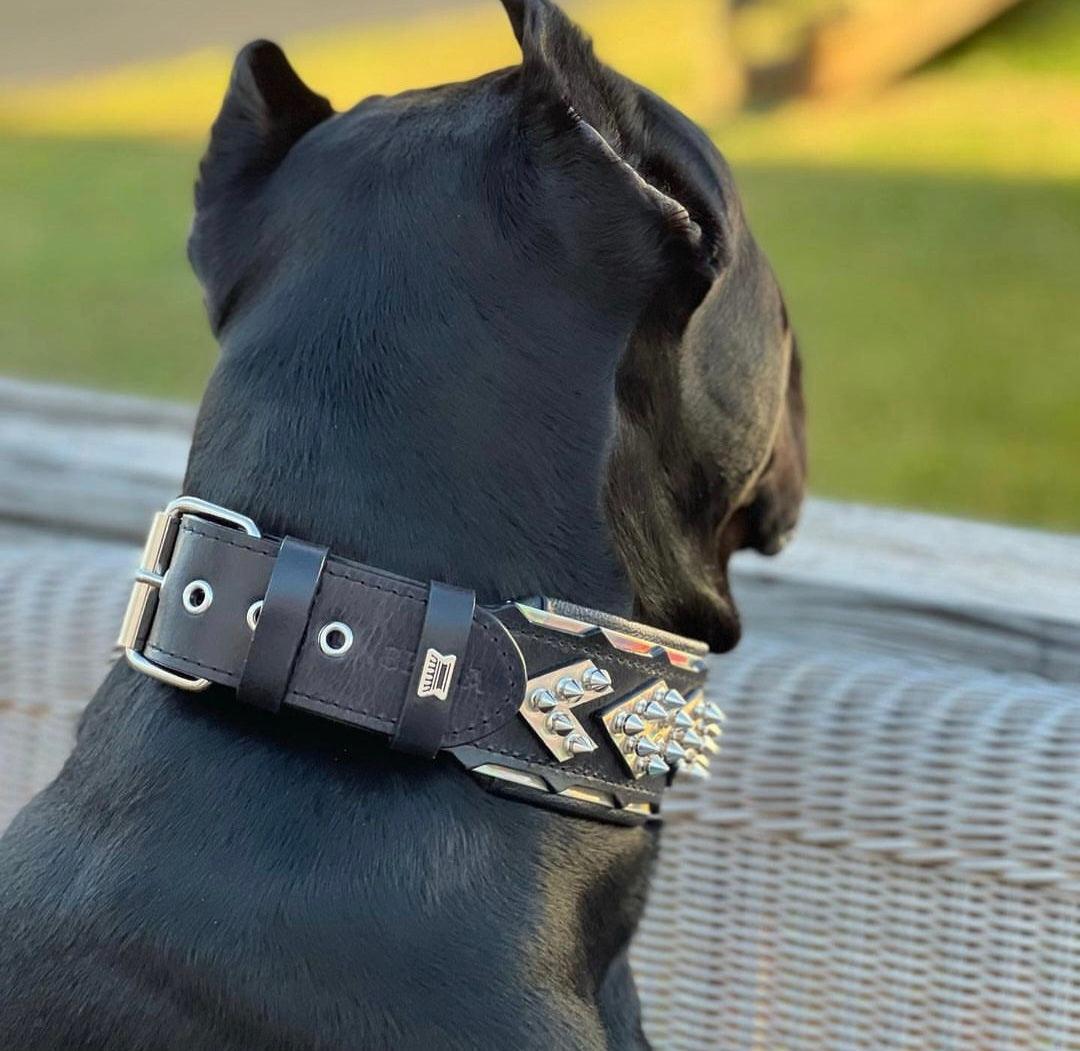 The "Midas" Dog Collar Silver