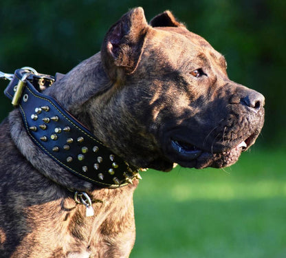 The "Crown" Dog Collar. Black