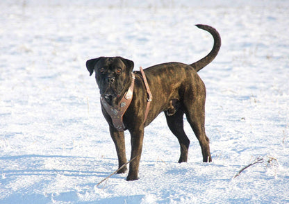 The "Aztec" Dog Harness. Grey