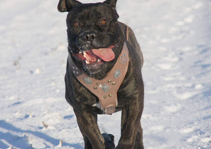 The "Aztec" Dog Harness. Grey