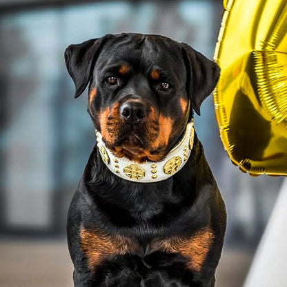 The "Maximus" Dog Collar 2.5-inch Wide. White & Gold