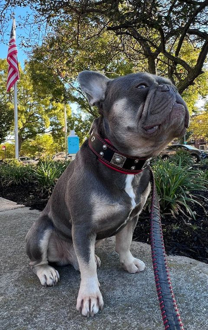 The "Eros" Collar 2-inch Wide