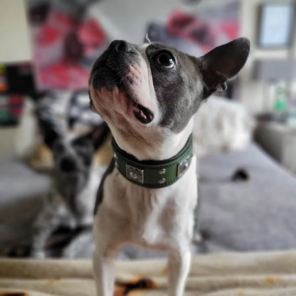 The "Eros" Dog Collar 2-inch Wide. Green