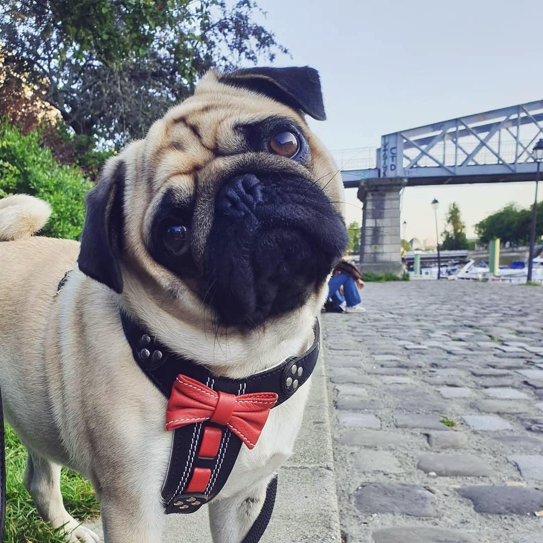 The "Bowtie" Handmade Leather Dog Harness Small to Medium Breeds. Black