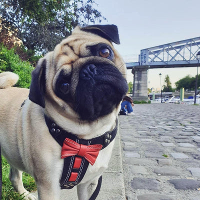 The "Bowtie" Handmade Leather Dog Harness Small to Medium Breeds. Black