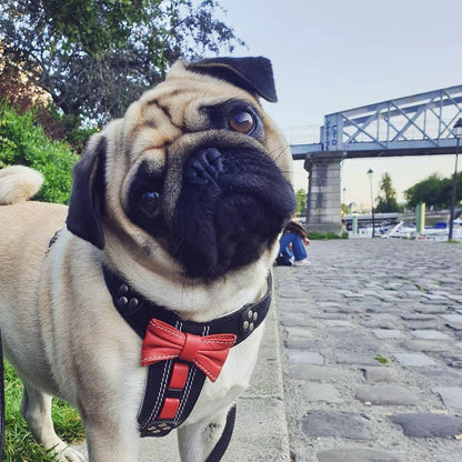 The "Bowtie" Handmade Leather Dog Harness Small to Medium Breeds. Black