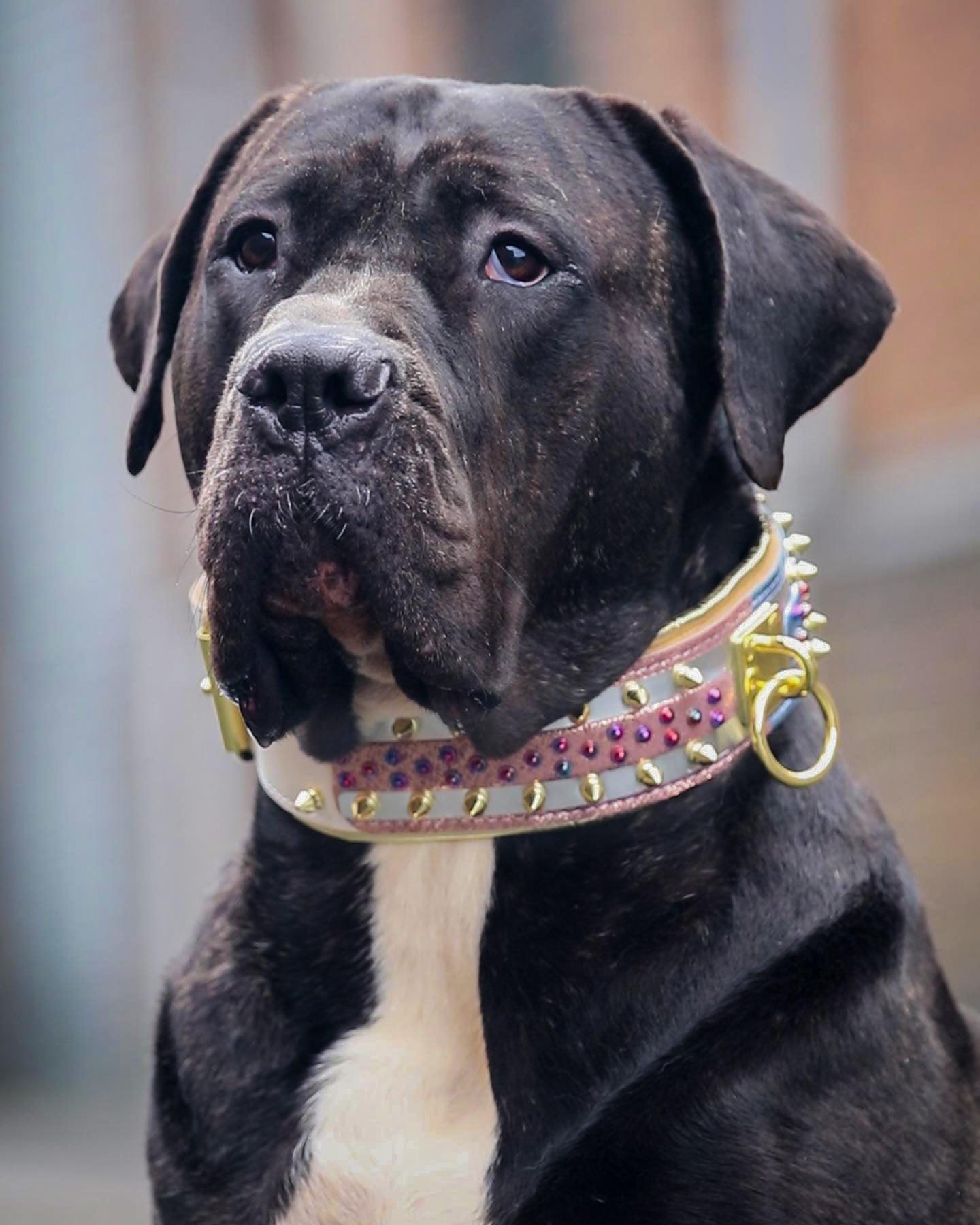 The "Candy" Dog Collar
