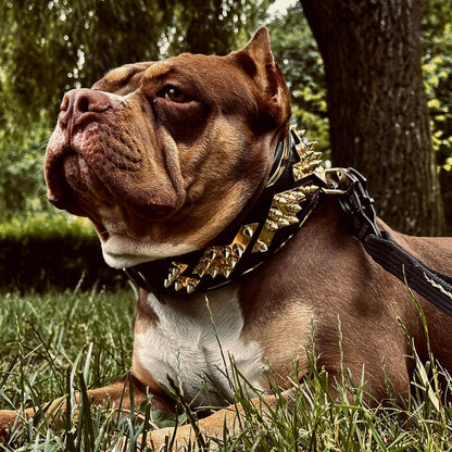 The "Midas" Dog Collar. Gold