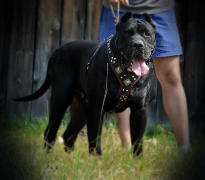 The "Eros" Dog Harness. Black & Red